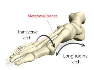 An image of a skeletal model of the foot depicting the arches of the foot.