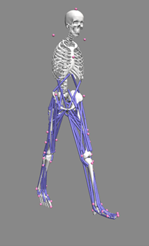 Muscle modeling of a person's walking gait in OpenSim
