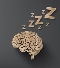 sleeping brain