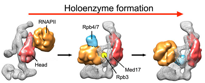 Holoenzyme Formation