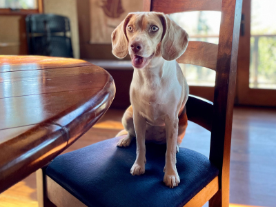 Beagle on a chair