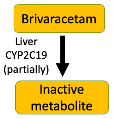 Brivaracetam in the liver is metabolized using CYP2C19 to an inactive metabolite.