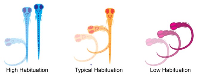 Cartoon of zebrafish showing different variations of response to external stimuli (habituation)