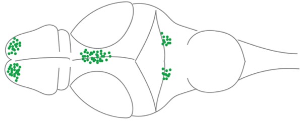 top-down view of a cartoon drawing of a developing zebrafish showing 'green' neuronal cells along the body 