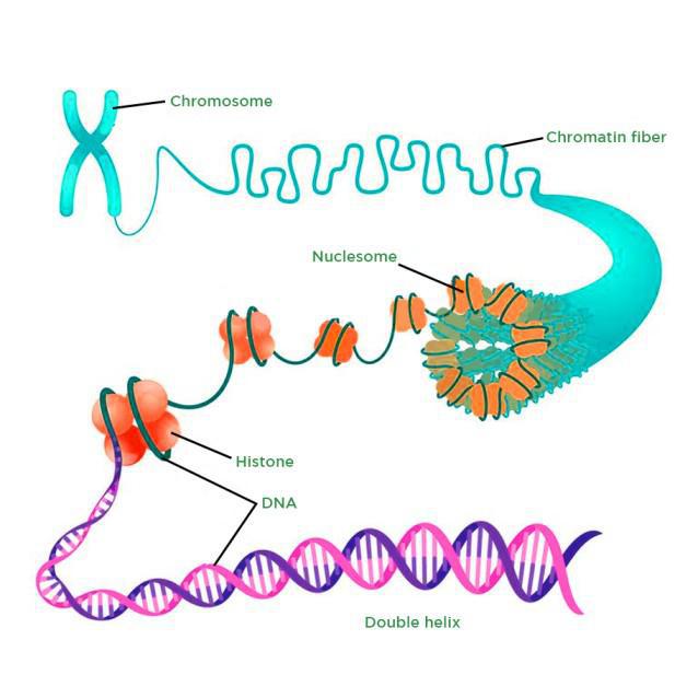 DNA Packaging