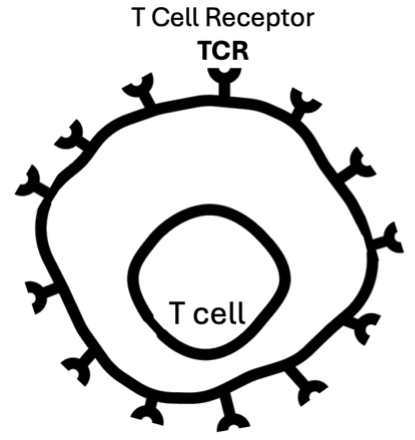 cell