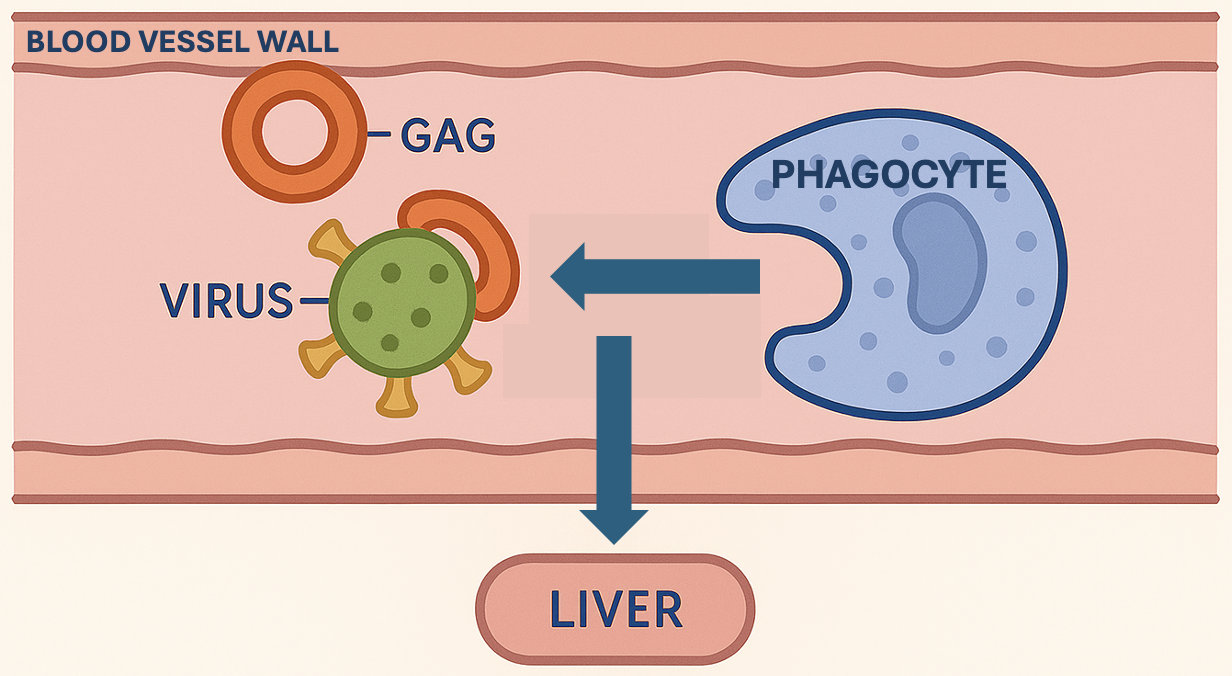 removal of virus from the blood via GAG proteins and phagocytes