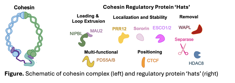 Schematic of cohesin complex (left) and regulatory protein 'hats' (right)