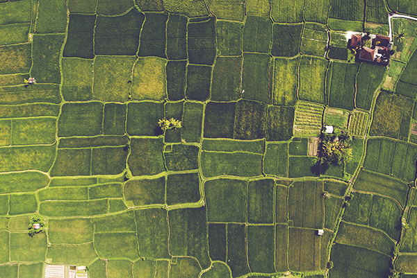 rural fields
