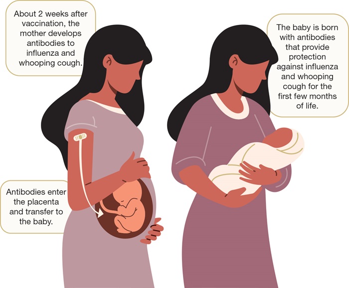 Infographic about how maternal vaccination is the best way to protect newborns until they can start to receive their own vaccines.