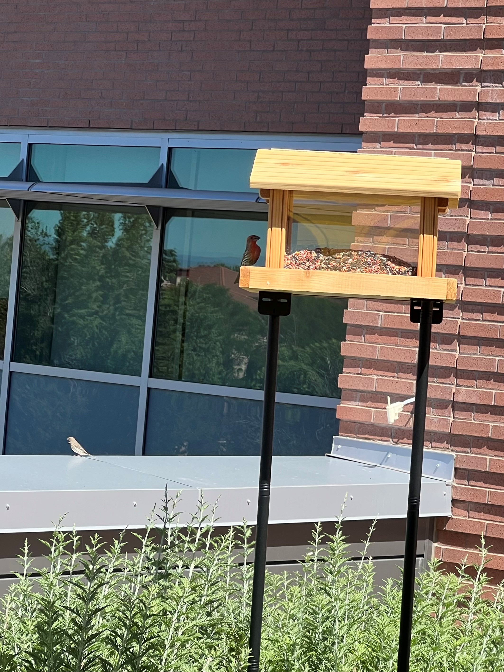 AfincheatingfromabirdfeederontheGreenRoof