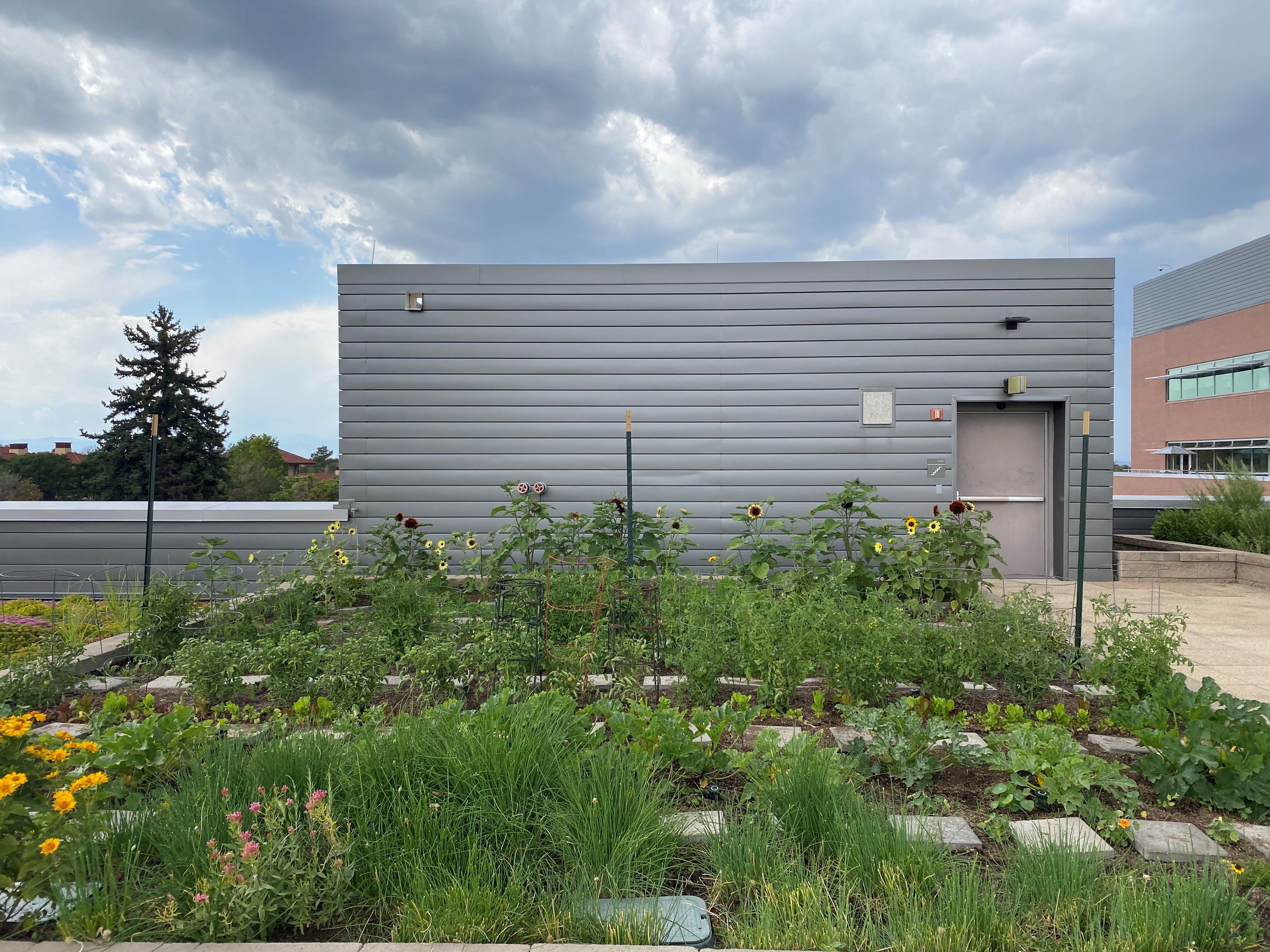 VeggieGardenJuly2024