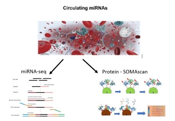 miRNAs and proteins as biomarkers