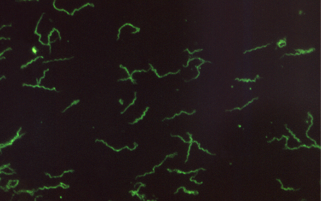 Immunology image on black background