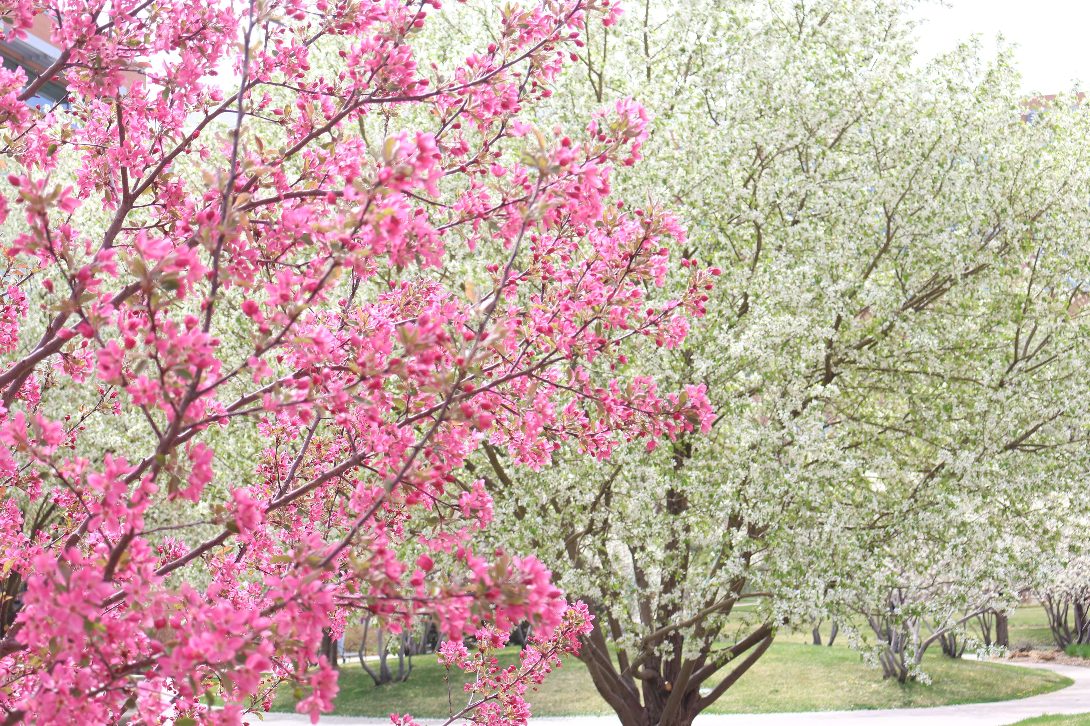 Anschutz Spring Trees