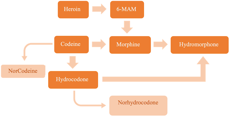 Figure 4 Metabolism of opioids