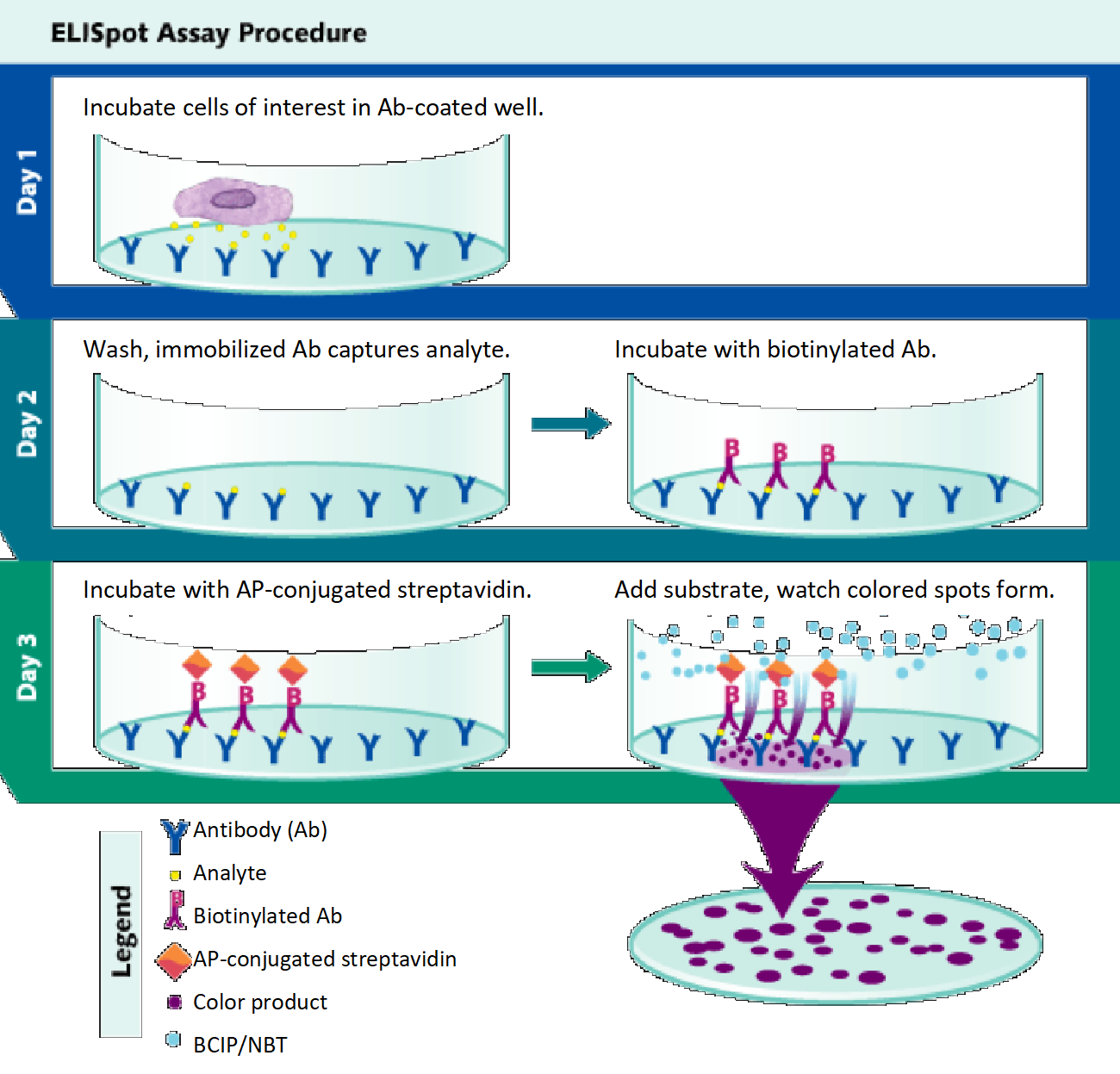 Immune Cell Function 3
