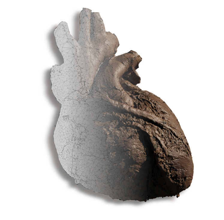 Human Heart Model