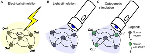 Figure showing a comparison of electrical and optogenetic stimulation.