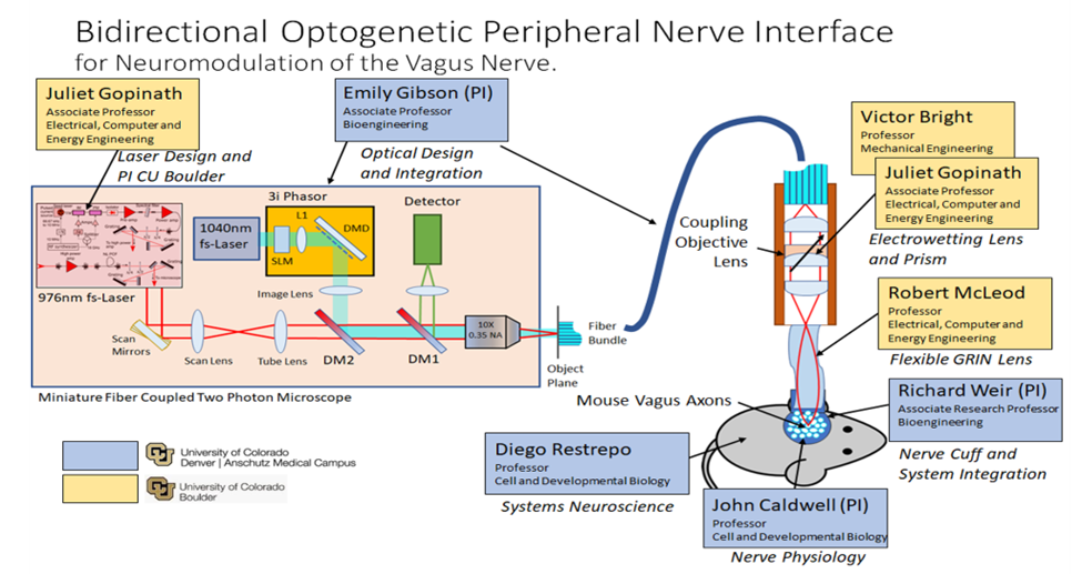 Bidirectional Optogenetic Peripheral Nerve Interface