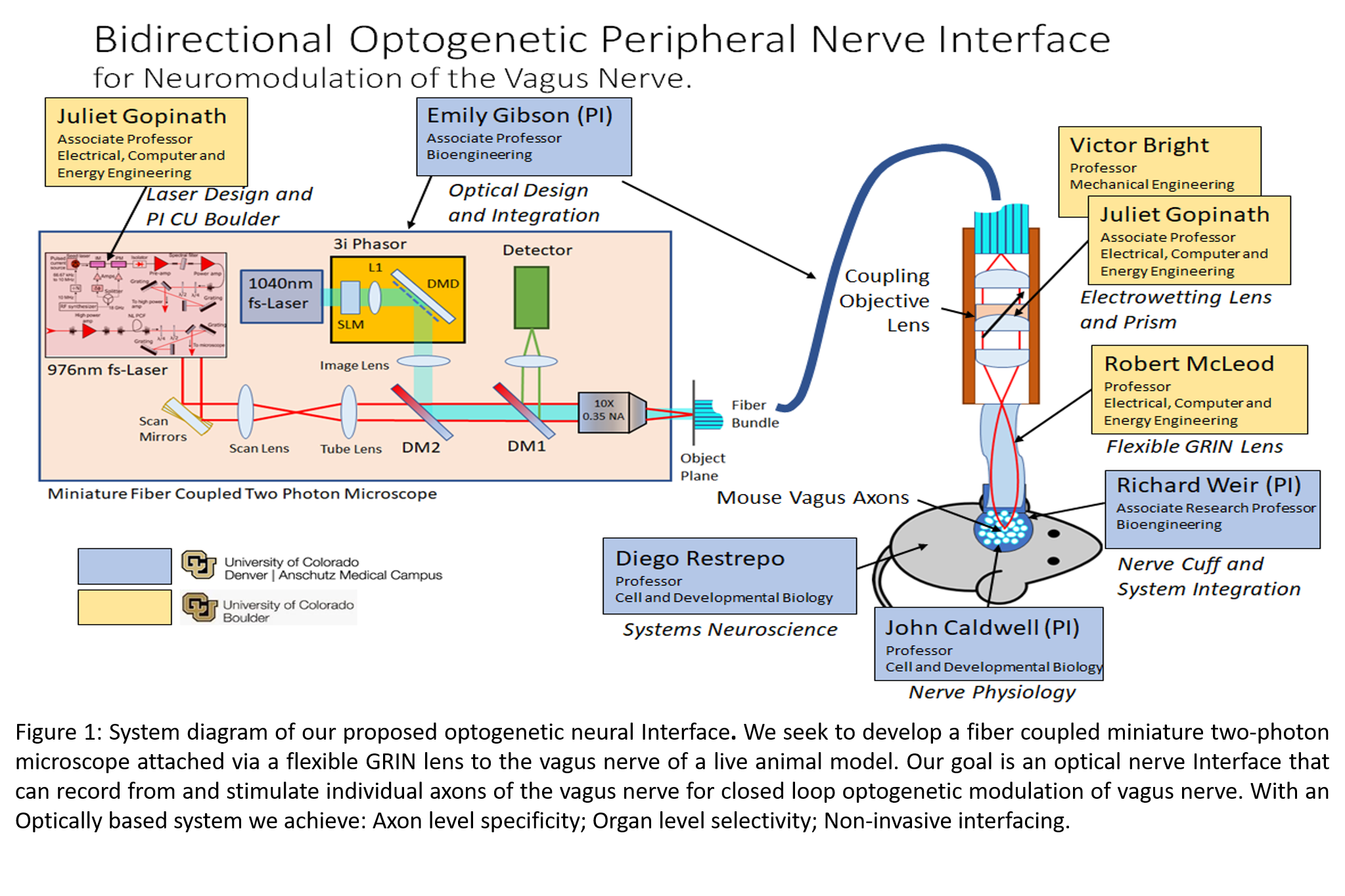 Bidirectional Optogenetic Peripheral Nerve Interface