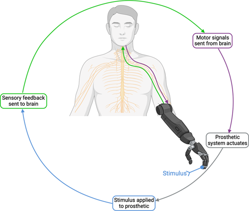 Simplified, ideal prosthesis control loop