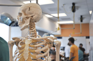 Classroom skeleton