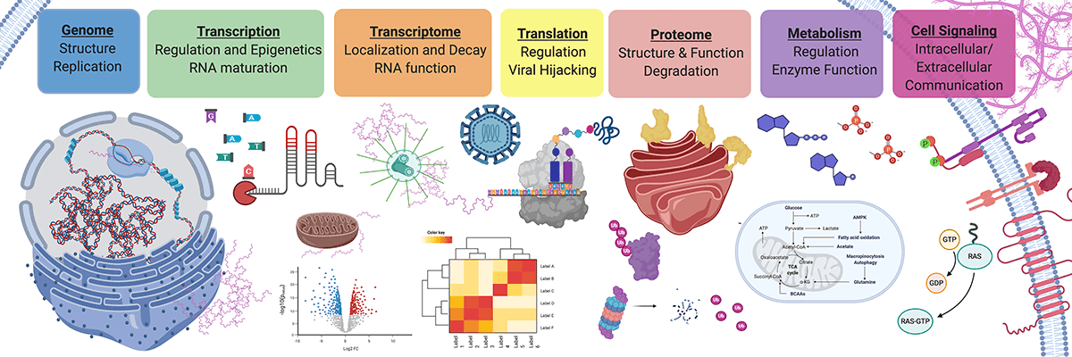 Research | Biochemistry And Molecular Genetics