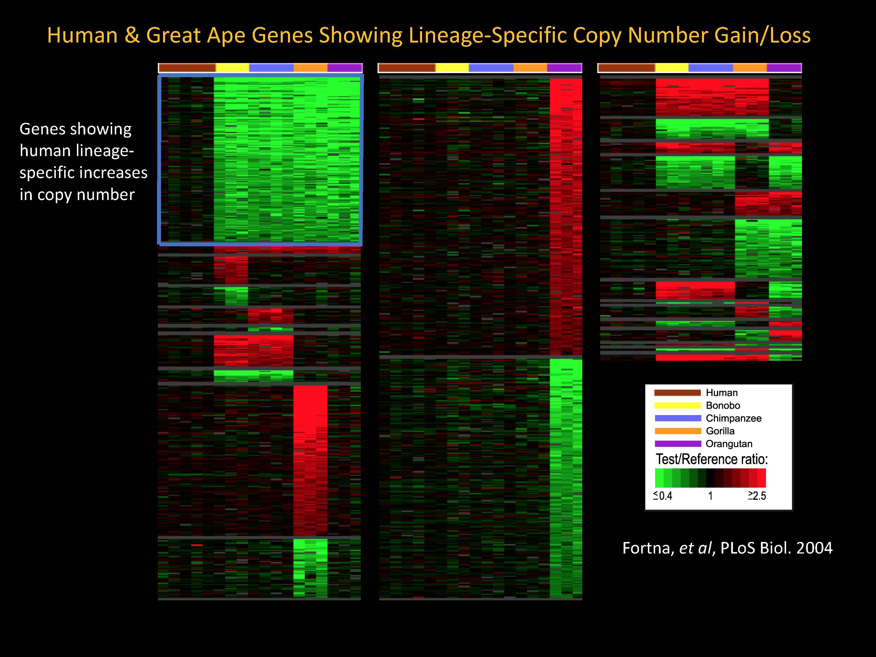 Fortuna slide Sikela