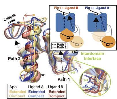 eNOE-based identification of distinct ligand-specific interdomain allosteric pathways in Pin1