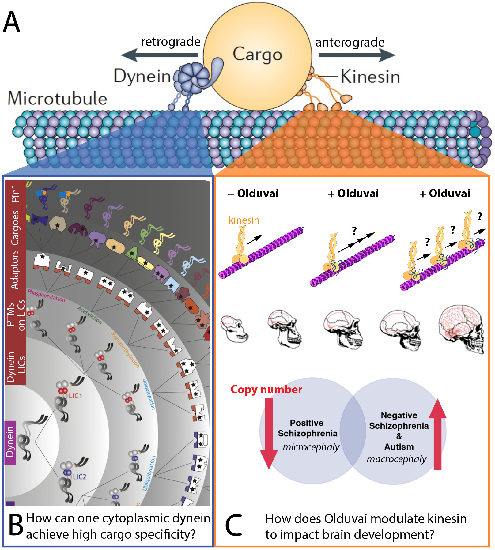 Knowledge gaps in microtubule-based intracellular transport