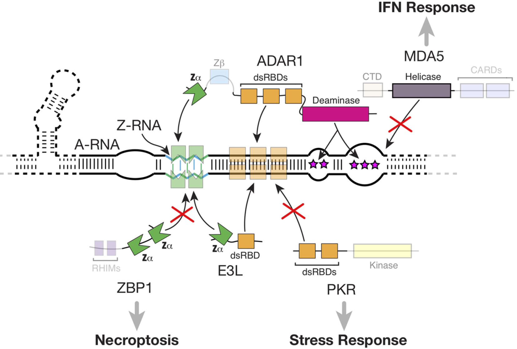 Interactions between Zα-containing proteins and Z-RNA.