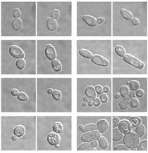 yeast genetics image 1