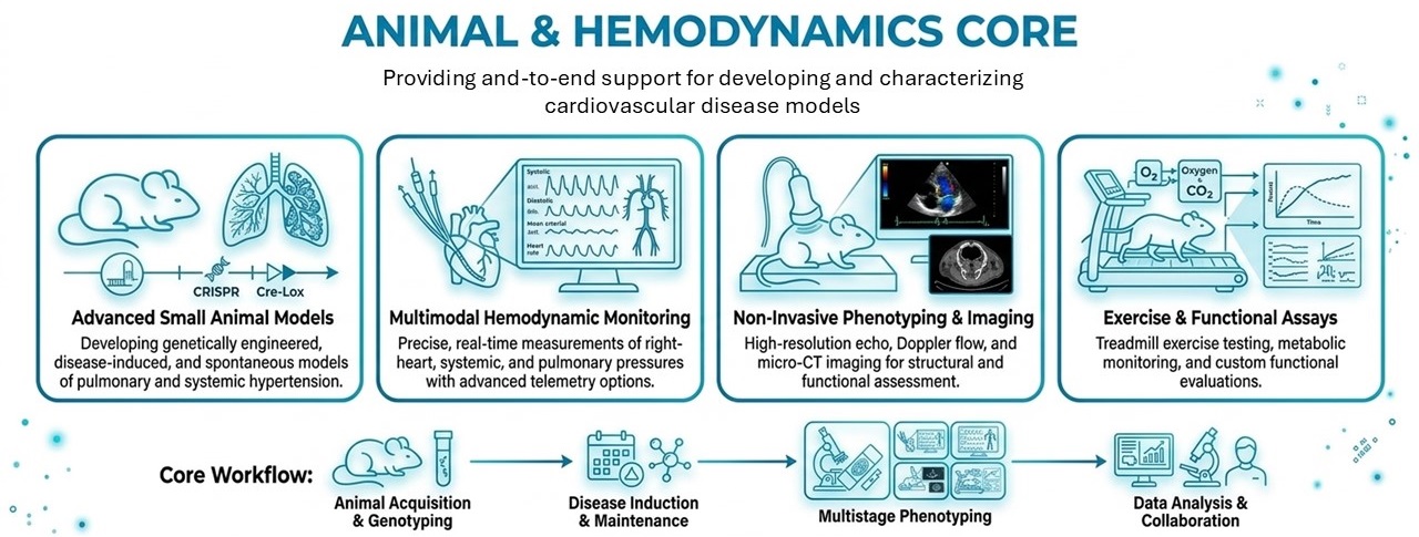 Animal and Hemodynamics Core graphical flow chart