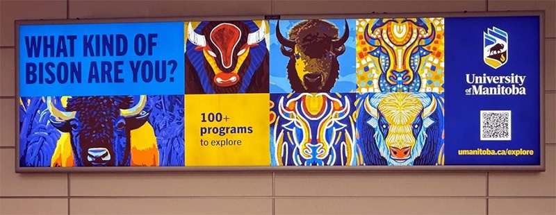 bisonbillboardinmanitoba