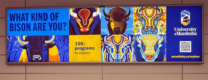 bisonbillboardinmanitoba