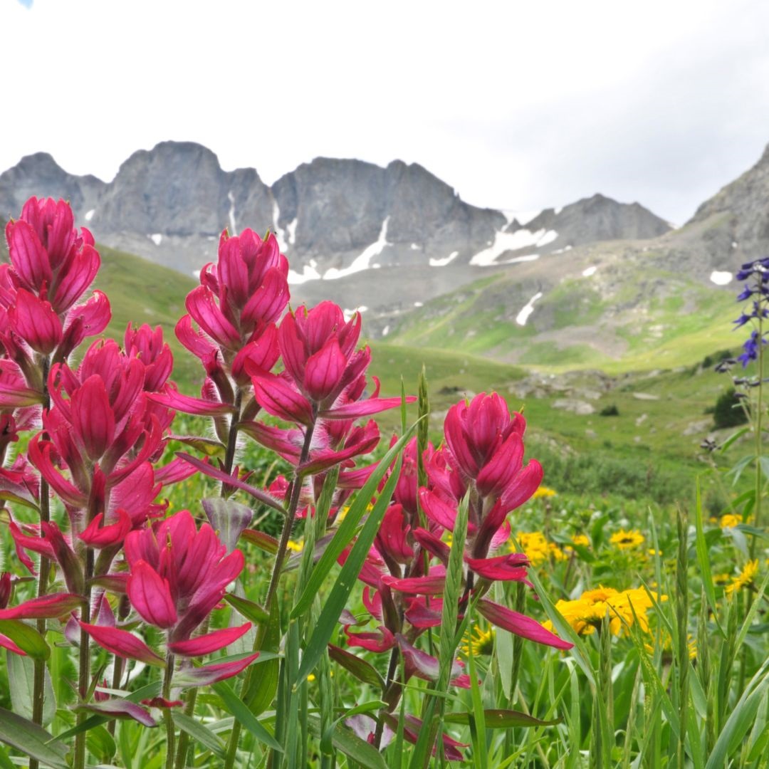 ColoradoWildflowers