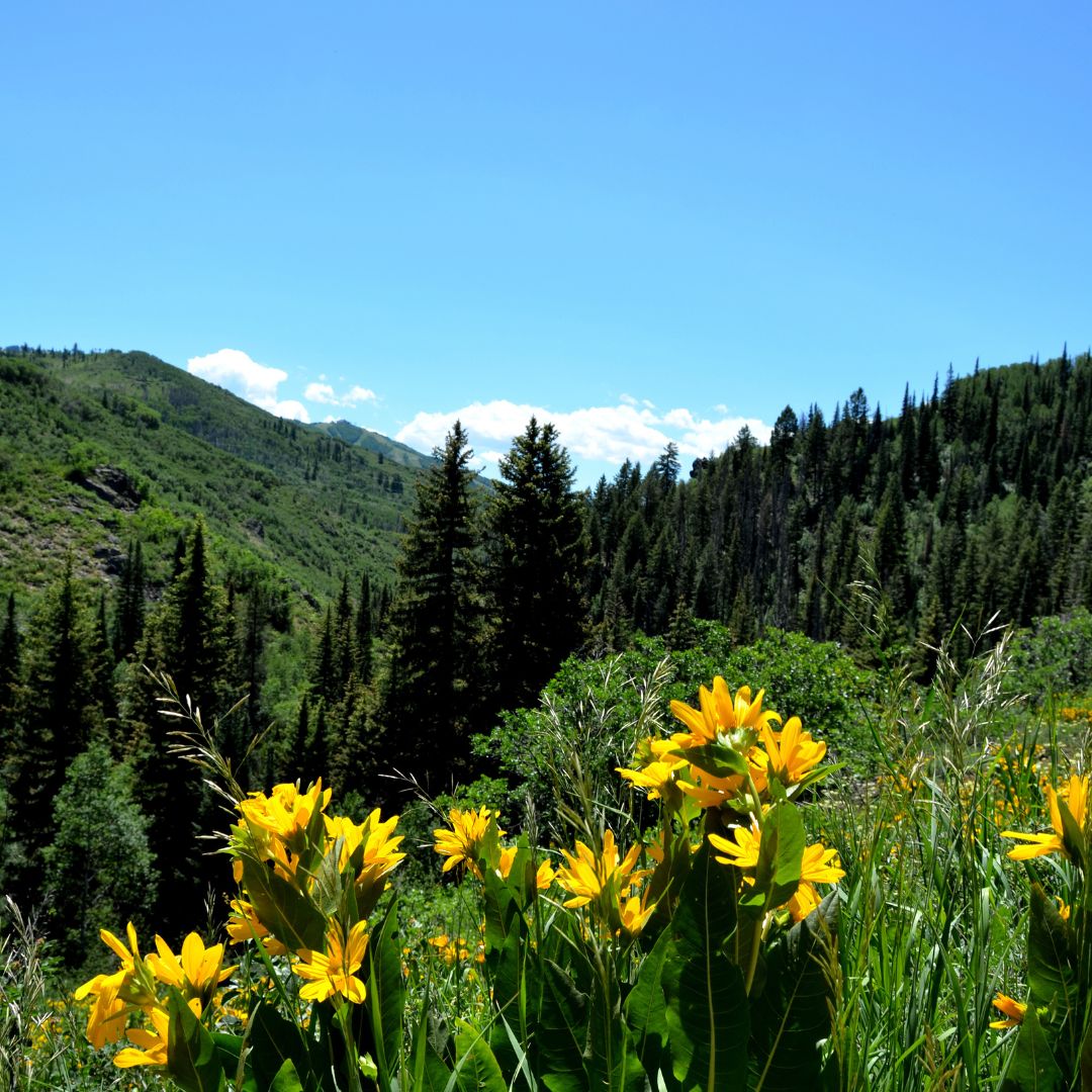 ColoradoFlowers
