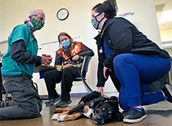 mananddogwithcaregiver