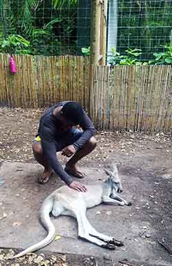Progress Asoluka petting kangaroo