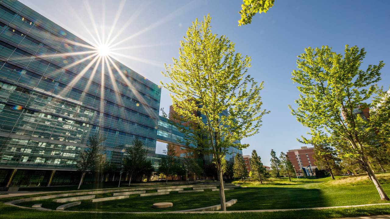 Treeswithsunshiningbehind