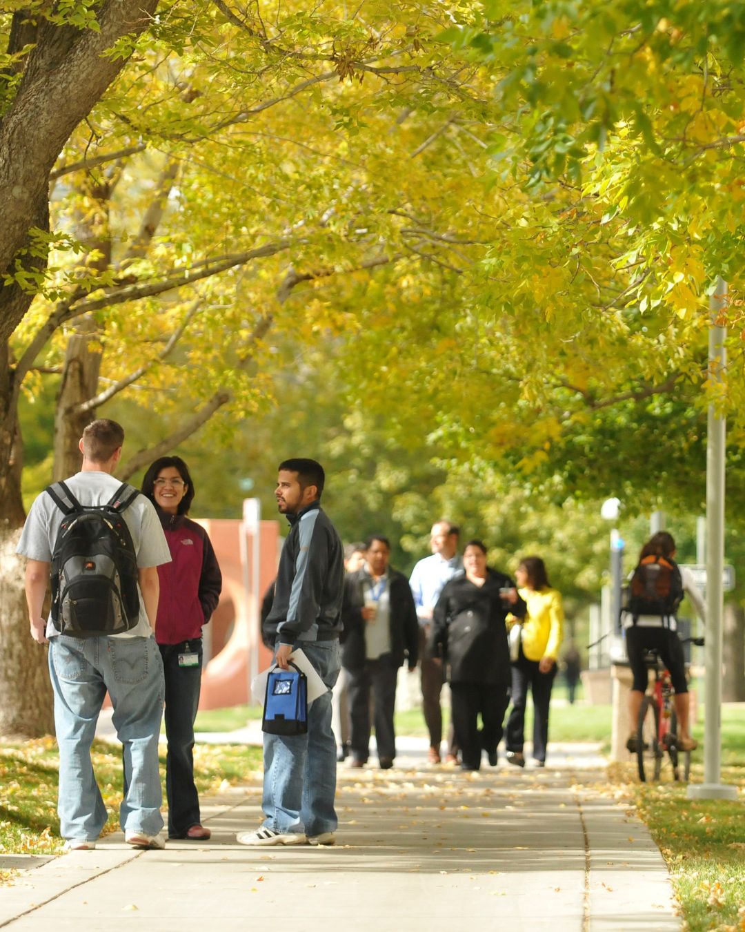 FalltreesinyellowandlightgreenlinethemainwalkwayoftheAnschutzcampus