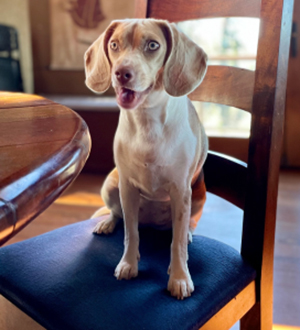 Lila beagle on chair