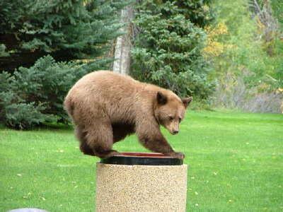 givenbear