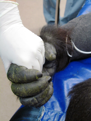 gorilla-hand-in-hand-300