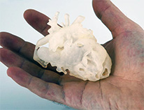 heartmodel206