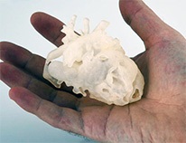 heartmodel206