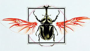 drawing of flying insect