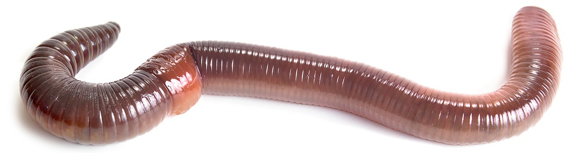 earthworm