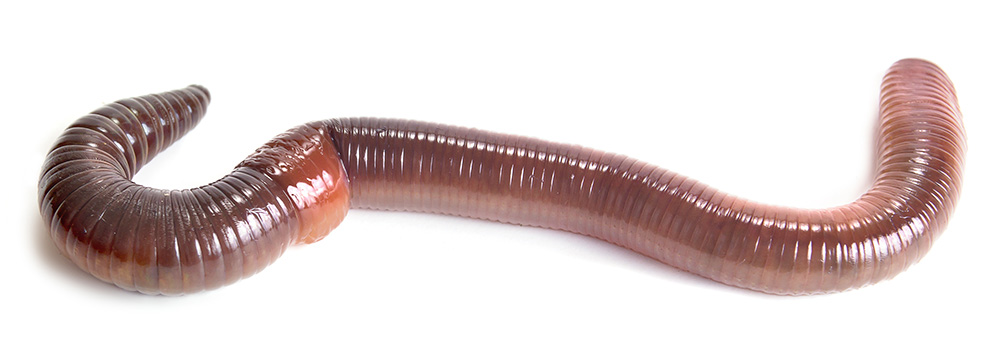 earthworm